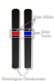 Gene Locus on Chromosomes