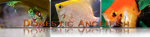Domestic Angelfish
